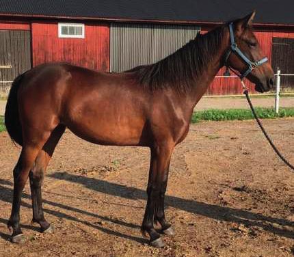 Hon är uppfödd av Boko Stables Holland BV, Nederländerna och det är en unghäst som jag varmt kan rekommendera till alla. - Kylie C.Boko har en spännande härstamning.