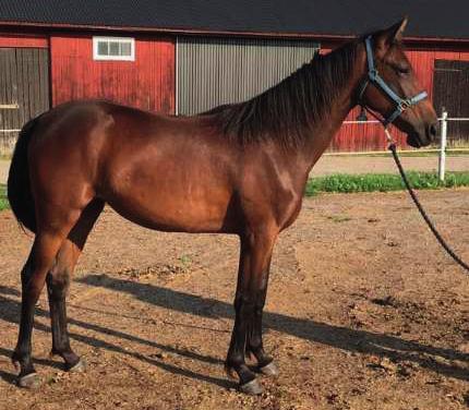 Hon är uppfödd av Boko Stables Holland BV, Nederländerna och det är en unghäst som jag varmt kan rekommendera till alla. - Kylie C.Boko har en spännande härstamning.