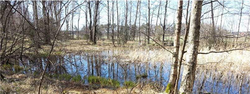 lämplig lösning av vägens lokalisering. Dammen kan även ha värde som födosöksområde för fåglar och fladdermöss. Bild 6.5.2:2 Betesmark vid Hindsberg.