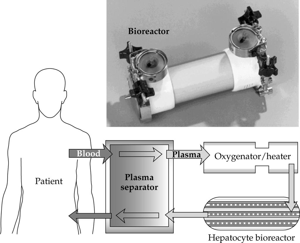 Konstgjorda organ Idag: Introduktion och översikt Definitioner: diffusion, konvektion, Reynolds tal, Peclet tal Transport inom celler och över cellmembran Transcellulär transport (epitelceller)