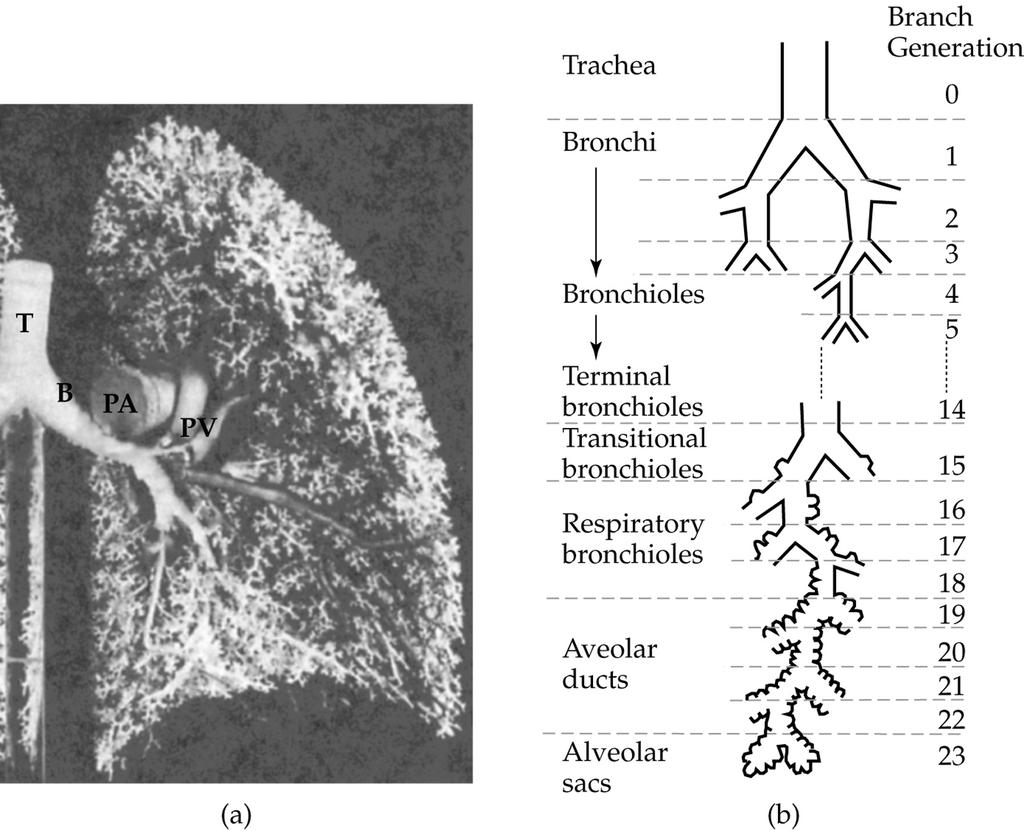 Respirationssystemet Näsa Struphuvud (larynx) Luftstrupe (trachea) Lungor Kapillärbädd Nervsystemet Diafragman Löslighetskurvor Uppgift 1.2 Uppgift 1.2 The solubility of oxygen in plasma at 37 C is 1.