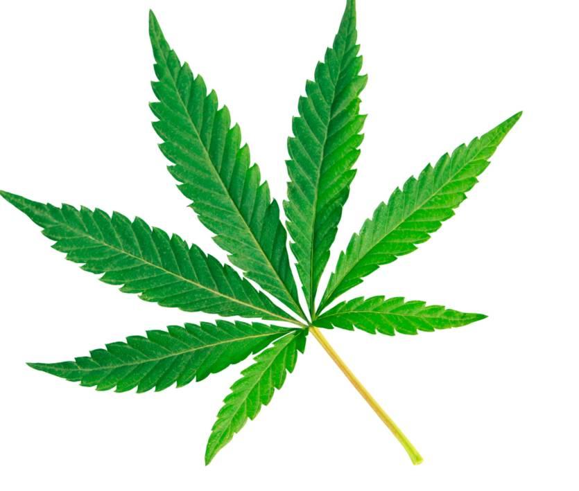 rökning. Man säger att cannabisrökning har visat sig vara två till tre gånger mer effektiv än vanlig medicinering för att minska vätsketrycket i ögat.