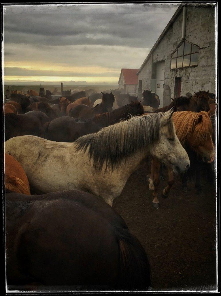 3. Joacim Wiberg Jag ser en flock med hästar. I skymningen eller gryningen. Ett varmt ljus sluter sig över landskapet. Himlen skiftar från grått till gyllene.