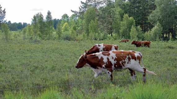 mark som förr översvämmades. För att återskapa de värdefulla naturmiljöerna längs nedre Dalälven arbetar vi på flera fronter.