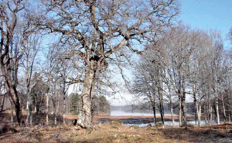 Ekjättarnas återkomst i länna Upplandsstiftelsen driver sedan många år ett projekt som vi kallar Länna eklandskap.