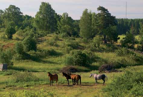 HÅBO MÄLARlandskap i förändring Upplandsstiftelsen har på uppdrag av Håbo kommun nyligen genomfört en inventering av kommunen där vi dokumenterat olika naturvärden i skogs- och