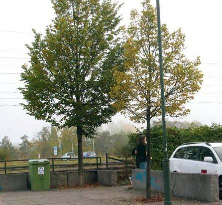 GRÖNA FAKTA /2007 Definition av ståndorten viktigt Det blir allt viktigare att definiera ståndortsförhållandena ju mer stadslik växtplatsen är.
