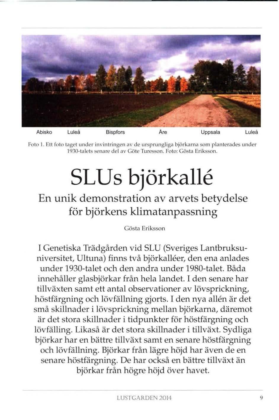 Abisko Luleå Bispfors Åre Uppsala Luleå Foto I. Ett foto t<1get under invintringen <1v de ursprungl iga bjö rkarna som p lanterades under 1930-talcts senare del av Göte Turesson. Foto: Gösta Eriksson.