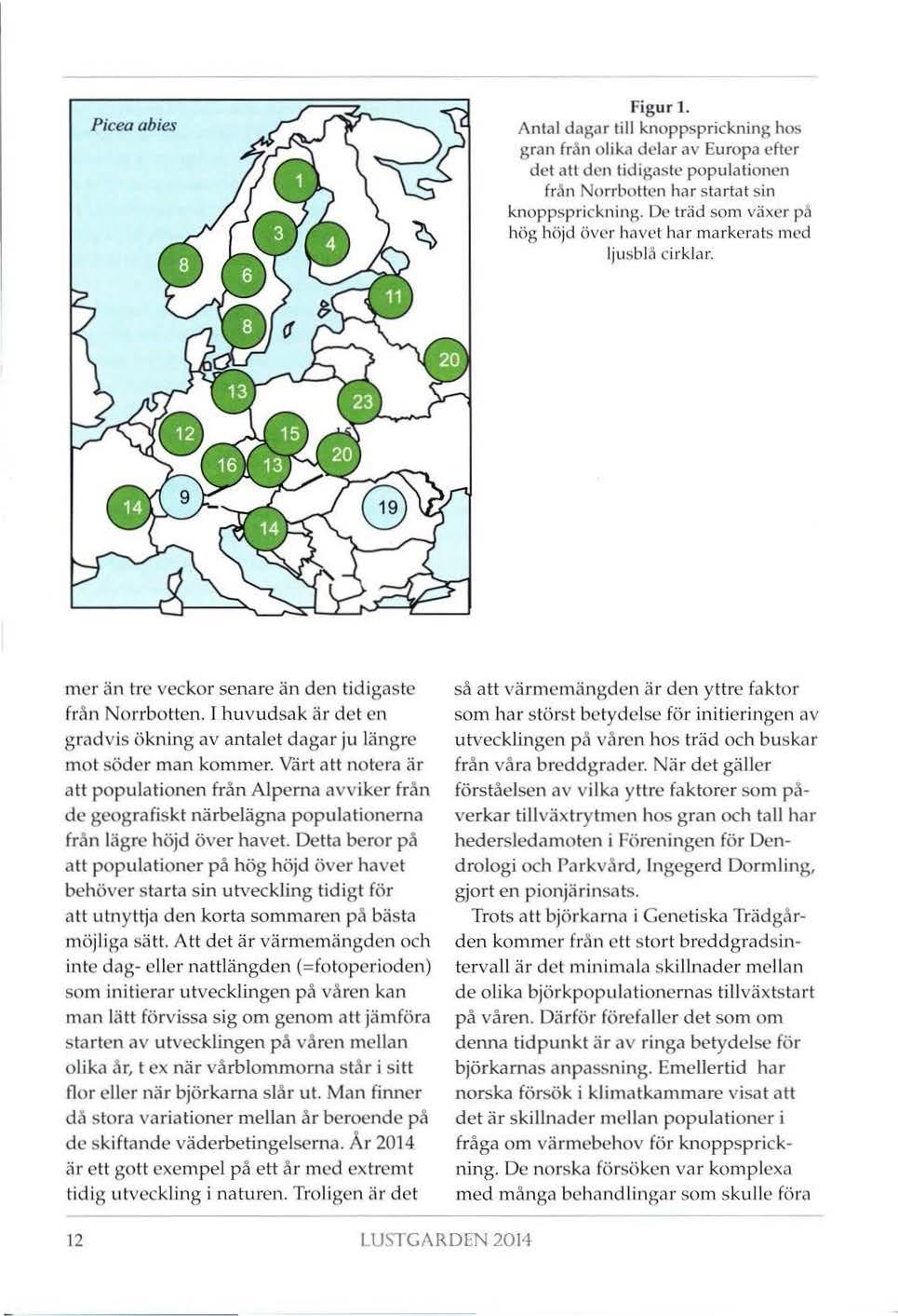 Piceaabies Fig ur 1. Antal dagar till knoppsprickning ho!> gran fran olika delar av Europa efter det att den tidigaste populationen från Norrbotten har startat sin knoppsprickning.