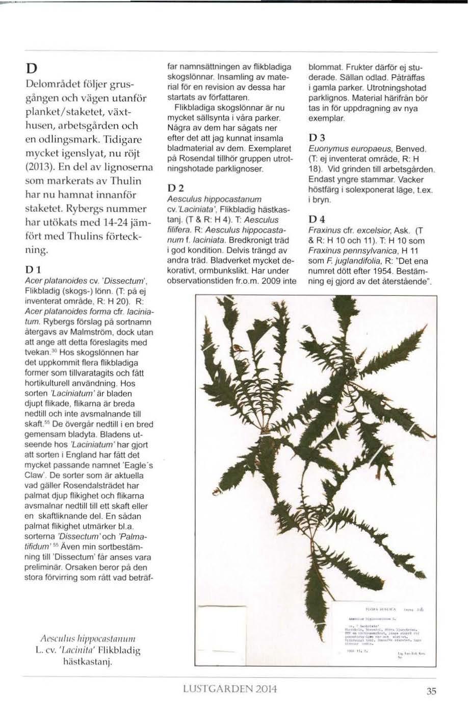D Dclomradct följer grusgången och vägen utanför planket/s taketet, växthusen, Mbctsgården och en od lingsma rk. Tidigare mycket igcnslyat, nu röjt (2013).