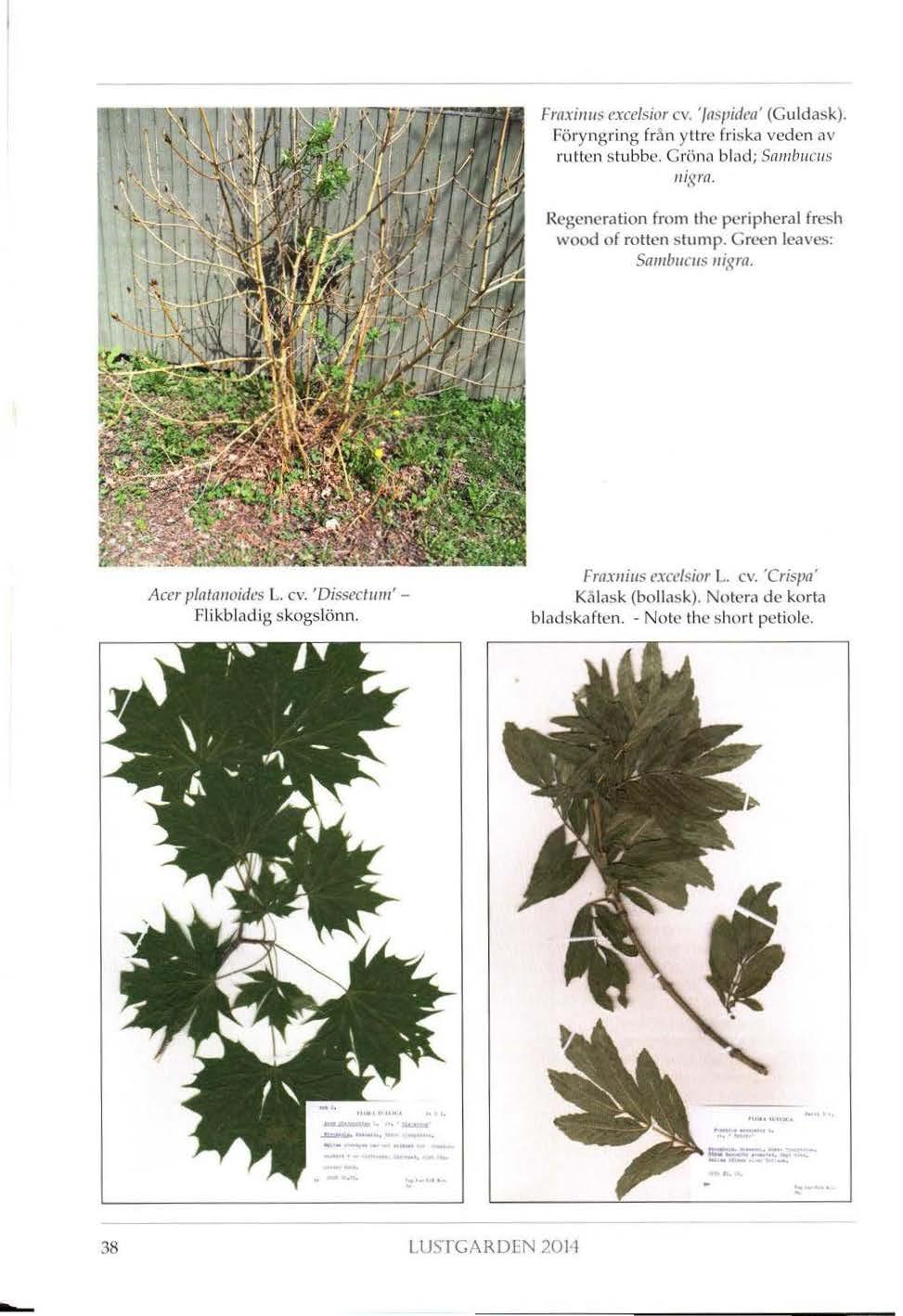 Frnxi1111s exce/sit>r ev. 'fa~l'idca' (Guldask). Föryngring från yttre fri ska veden av rutten stubbe. Crönn blad; Sn111b11c11s 11igrn. Regeneration from thc pcripheral fresh wood of rottcn stump.