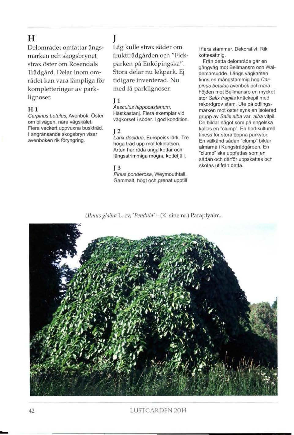 H Del.området omfattar ängsmarken och skogsbrynet strax öster om Rosendals Trädgård. Delar inom området kan vara lämpliga för kompletteringar av parklignoser. Hl Carpinus betulus, Avenbok.