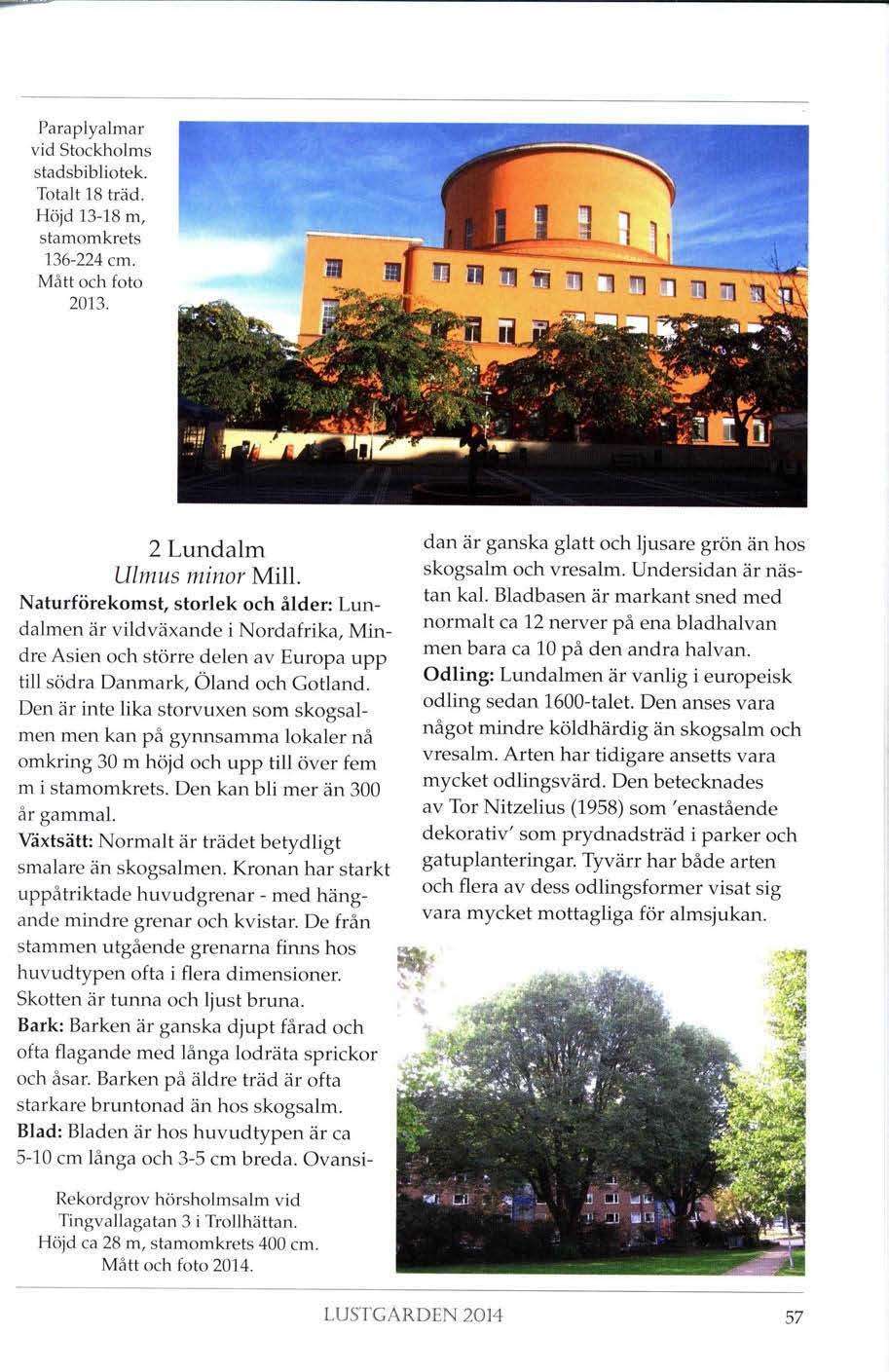 Paraplyalmar vid Stockholms stadsbibliotek. Totalt 18 träd. Höjd 13-18 m, stam om krets 136-224 cm. Mått och foto 2013. 2 Lundalm Ulmus minor Mill.