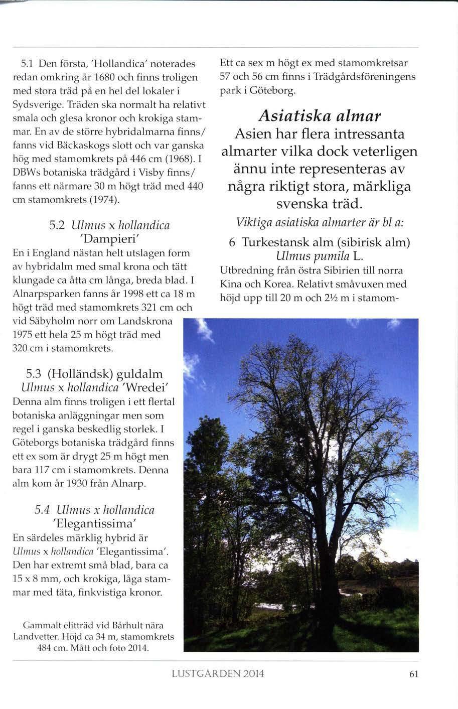5.1 Den första, 'Hollandica' noterades redan omkring år 1680 och firms troligen med stora träd på en hel del lokaler i Sydsverige.