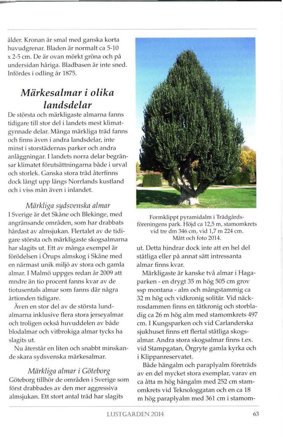 alder. Kronan är smal med ganska korta huvudgrenar. Bladen är normalt ca 5-10 x 2-5 cm. De är ovan mörkt gröna och på undersidan håriga. Bladbasen är inte sned. Infördes i odling år 1875.