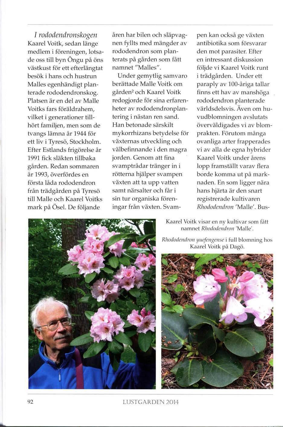 I rododendronskogen Kaarel Voitk, sedan länge medlem i föreningen, lotsade oss till byn Öngu på öns västkust för ett efterlängtat besök i hans och hustrun Malles egenhändigt p lanterade