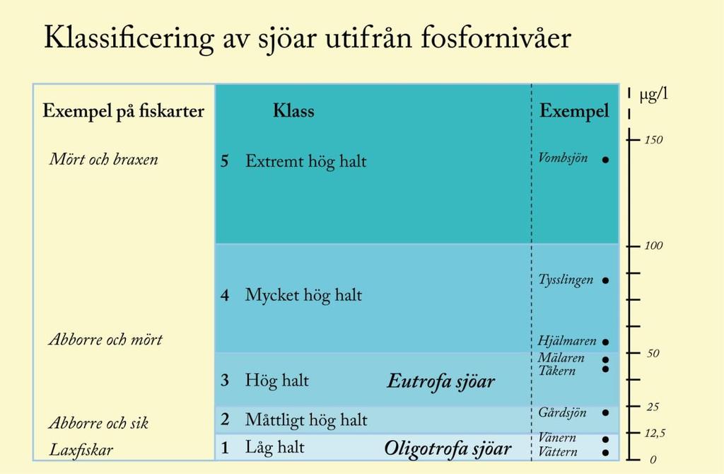 Figur 12, Klassificering av sjöar, källa skolvision (http://www.skolvision.se/svwebnka/nka041lakenutr078080.html) 6.2.1 påverkan av fosfor på Kallsjön Kallsjön har en idag en hög ekologisk status med avseende på näringsämnen.