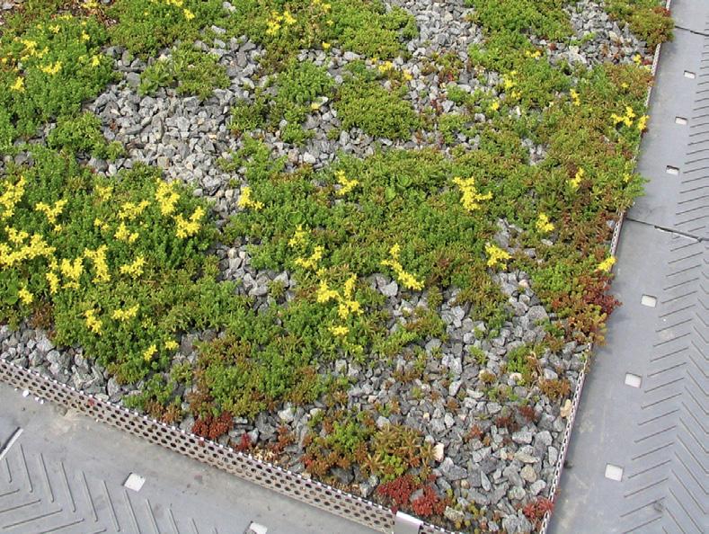 Platsbyggda biotoptak Sedum Miljötak Miljösmart tak som går att lägga året om. Torräng Ängsyta med högre vegetation och örter.