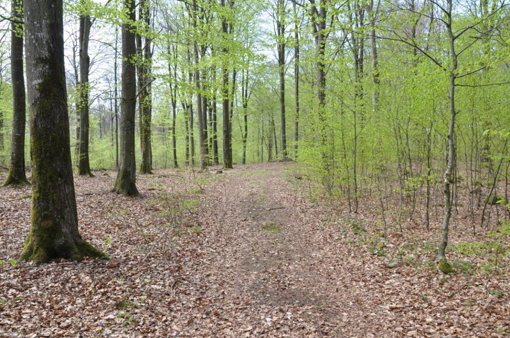 Höör Ullstorp 1:10 Om fastigheten Typ: Skogsfastighet Boarea: - Mark: 20 ha Antal rum: - Pris: 2,8 MSEK/hbj Län: Skåne Kommun: Höör