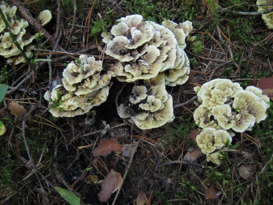 Fig. 8. Gul taggsvamp, Hydnellum geogenium Spricktaggsvamp Spricktaggsvampen är sällsynt, men ofta missförstådd och förväxlad med andra arter.