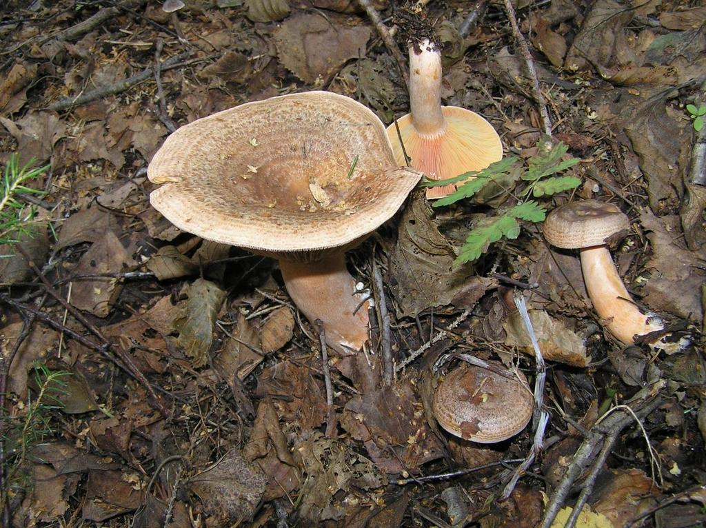 Agaricus macrocarpus Denna storväxta champinjon är nära släkt med vit kungschampinjon och har en kraftig fot, fint fjällig hatt och stora sporer.