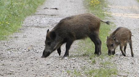 För många av de skyddsvärda arterna är en lätt markstörning nödvändig. Detta gäller främst svampar som bildar mykorrhiza med träd och som behöver tunna humuslager för att bilda fruktkroppar.