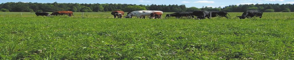 Betesvallar mjölk och nöt foto: kjell sjelin Gräs för intensiv betesdrift Engelskt rajgräs är det dominerande gräset för intensiv betesproduktion i större delen av världen.