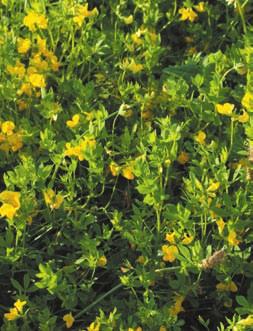 Käringtandsvallar 3 8 år Käringtand är en av de smakligaste vallväxterna och en intressant baljväxt i växtföljden, eftersom den helt saknar släktskap med såväl klöver som lusern och ärtväxter.