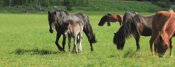 Betesvallar häst Hästblandning 4 Artrik blandning för näringsrika, bördiga jordar, gärna leror. Ger ett bete med grov struktur och låg sockerhalt. Tål både torra och blöta förhållanden.