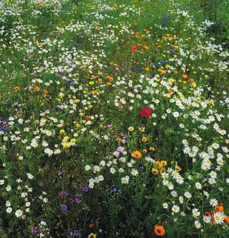 landscaping 20 60 05 Miel Ettårig, 60 70 cm, honungsblandnig som innehåller arter som attraherar bin och andra pollinerande insekter.