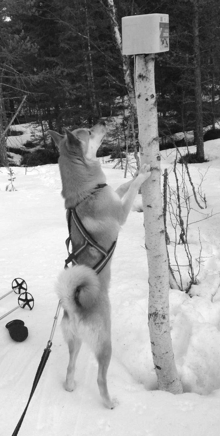 Datum:2015-11-11 Lokalklubb:Västerbotten Område:Södra lappland Domare:Erik Persson Släpp:07:30 Fann älg:08:40 Prov slut: 13:40 Brutit:Nej Hund åter: GPS:Ja Moment 1:5, 2:7, 3:7, 4:5, 5:9, 6:6, 7:10,