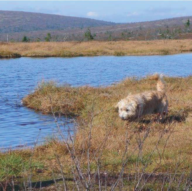 RASSPECIAL Rasspecial IRISH GLEN OF IMAAL TERRIER Irish Glen of Imaal terrier rough and ready Irish Glen of Imaal