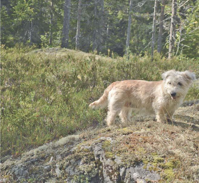 Rasspecial IRISH GLEN OF IMAAL TERRIER Ursprung Glennen - med alla de egenskaper som kännetecknar en mycket större hund, en nödvändighet för att klara den tuffa tillvaron på Irland Gleann Uí Máil -