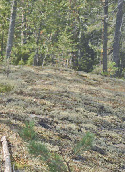 Stammen som bosatte sig i där, bar namnet Ui Mhail och detta kan spåras så långt tillbaka som till 700-talet.