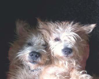 Rasspecial IRISH GLEN OF IMAAL TERRIER Envisa päls. De krokbenta rör sig ledigare i gryt än de andra, och är bättre på grävling, eftersom de kan stanna inne längre i grytet och med mindre obehag.