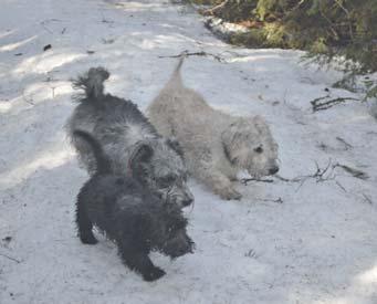 Om man tittar på nutida terrier torde glennen vara den enda irländska terrierras som passar in i George Tubervilles beskrivning,...av en med mycket god jaktinstinkt grytarbetande hund med krokiga ben.