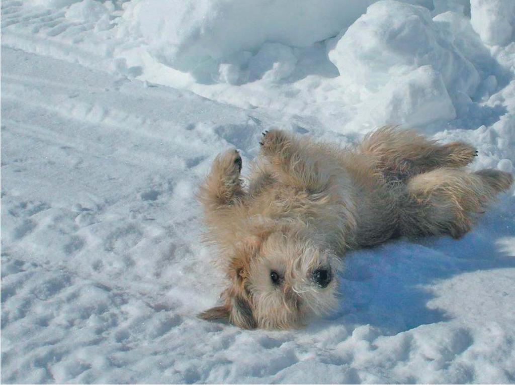 Så under många generationer har invånarna i denna vackra men karga  dal levt sida vid sida med sina små speciella terriers.