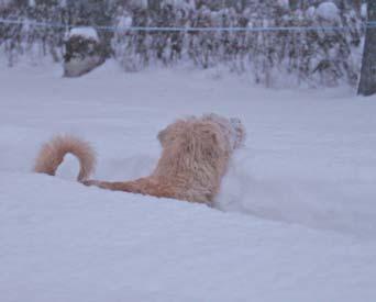 Rasspecial IRISH GLEN OF IMAAL TERRIER Badsugna dagar är