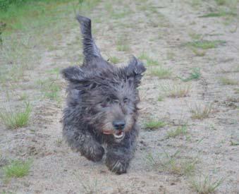 En stor hund med korta ben Den är den minsta av de