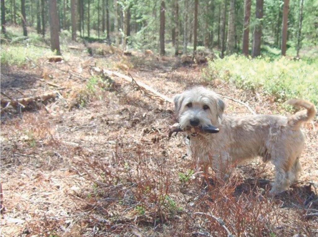 Rasspecial IRISH GLEN OF IMAAL TERRIER Glennen i Sverige Aragorn Klabböle på spårträning. Foto Stig Gustafsson.