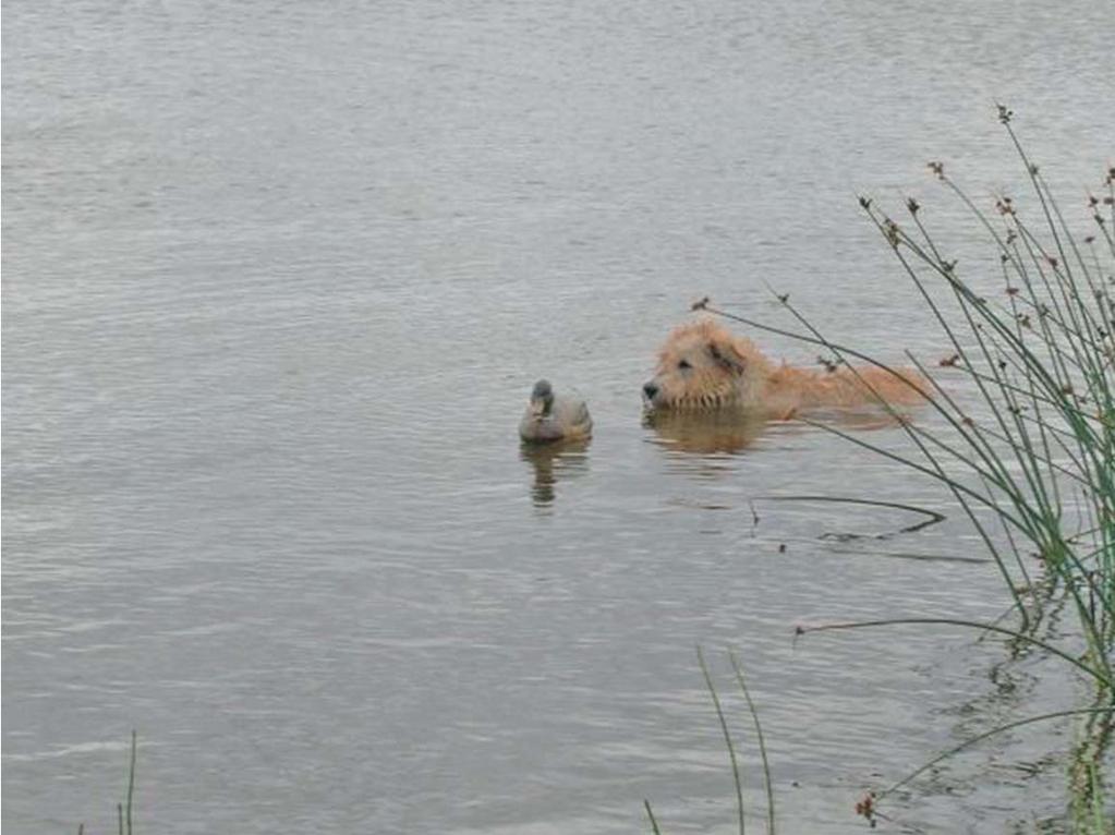 Rasspecial IRISH GLEN OF IMAAL TERRIER Glenn på jakt i Böviken. Foto Monica Lindholm meriterar sina hundar.