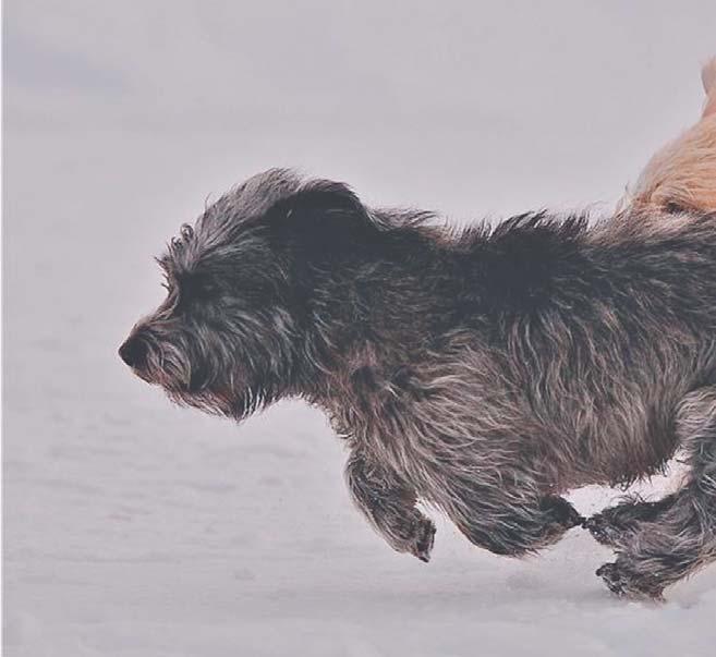 Rasspecial IRISH GLEN OF IMAAL TERRIER Rasbeskrivning Exteriör För att kunna förstå exteriören, bör man se på historiken angående rasens ursprungsanvändning.