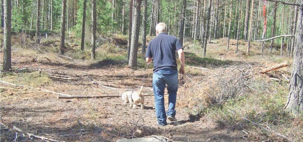 Rasspecial IRISH GLEN OF IMAAL TERRIER Irländska kennelklubben erkände rasen 1934 och en rasklubb bildades snart därefter.