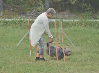 Jo, faktiskt en mycket trevlig familjehund som är väldigt vänlig och foglig i hemmet och som fungerar med alla familjemedlemmar och som även vaktar ditt hem.