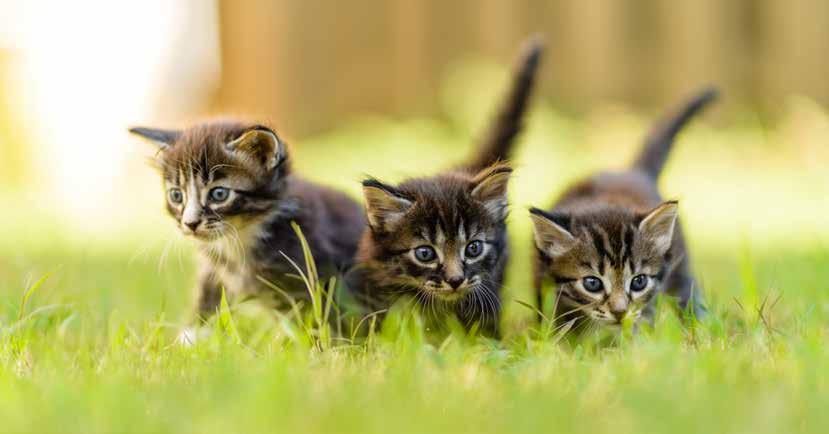 18 VILLKOR KATTFÖRSÄKRING 2018-06-01 I de fall vi inte begär obduktion kan vi istället be dig visa upp katten för en veterinär som får utfärda ett veterinärintyg. 4.3.