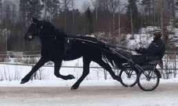 24,5) Hon vinnare är helsyster av Norrlands till Stoelitserie Kall (1 188 Final, 385 SM rek. tvåa 2016. 23,4a) Är helsyster till Kall (1 188 385 rek.