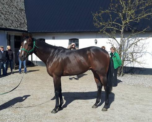 Källor Veterinär Anne Haglund, Sulkysport 2017-06-27.