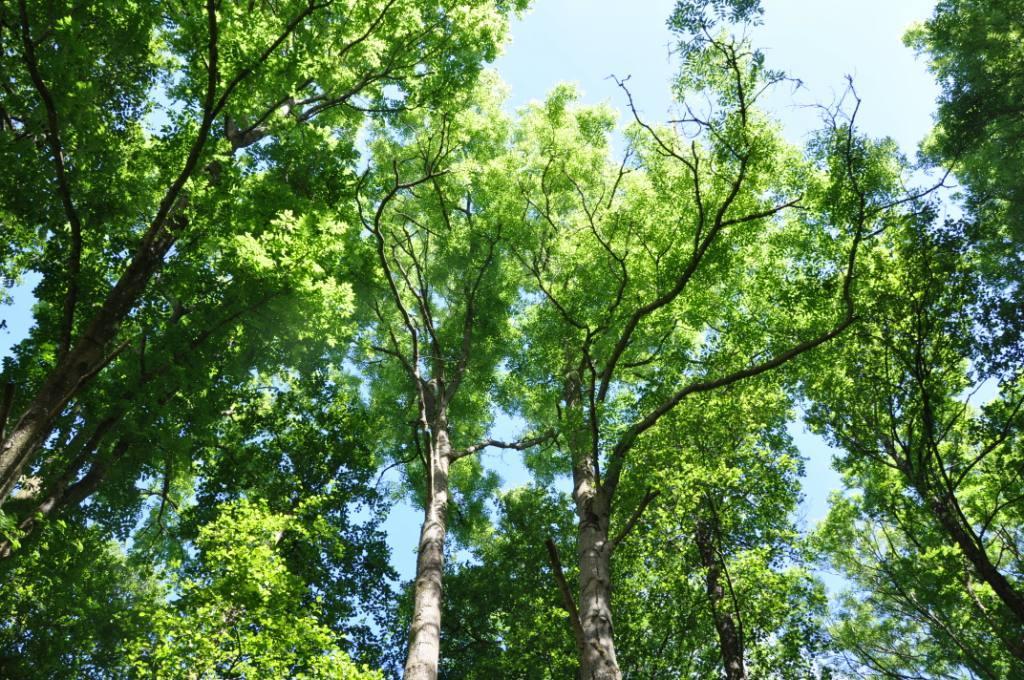 Om Skog & Lantbruk Skog & Lantbruk är ett rådgivningsföretag som arbetar med följande tjänster inom jord och skog: -