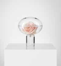 ROSES Design Lena Bergström 2017 Handmade in Kosta, Sweden 7630011 ROSE GLOBE ROSENGÖMMA H 185 mm W 170 mm Limited Edition 275 ex Misty pink Dimrosa 2.399:- 2.