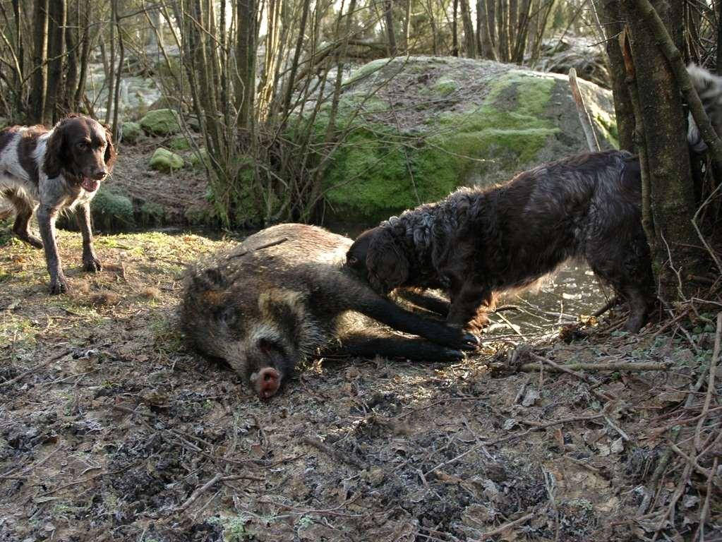 Eftersöksansvarig Tillse att det finns tillräckligt antal kvalitativa spår och löshundar. Kartmaterial till alla eftersöksjägare.